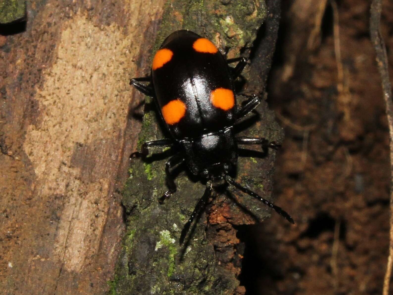 Image of Eumorphus quadriguttatus (Illiger 1800)