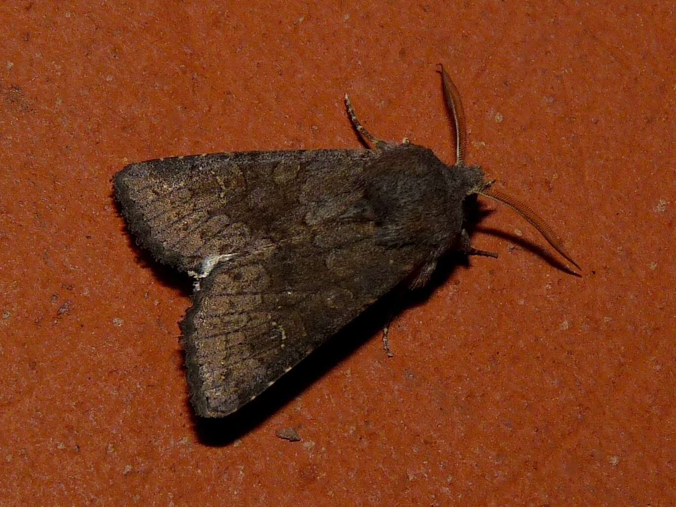 Image of Deep-brown Dart