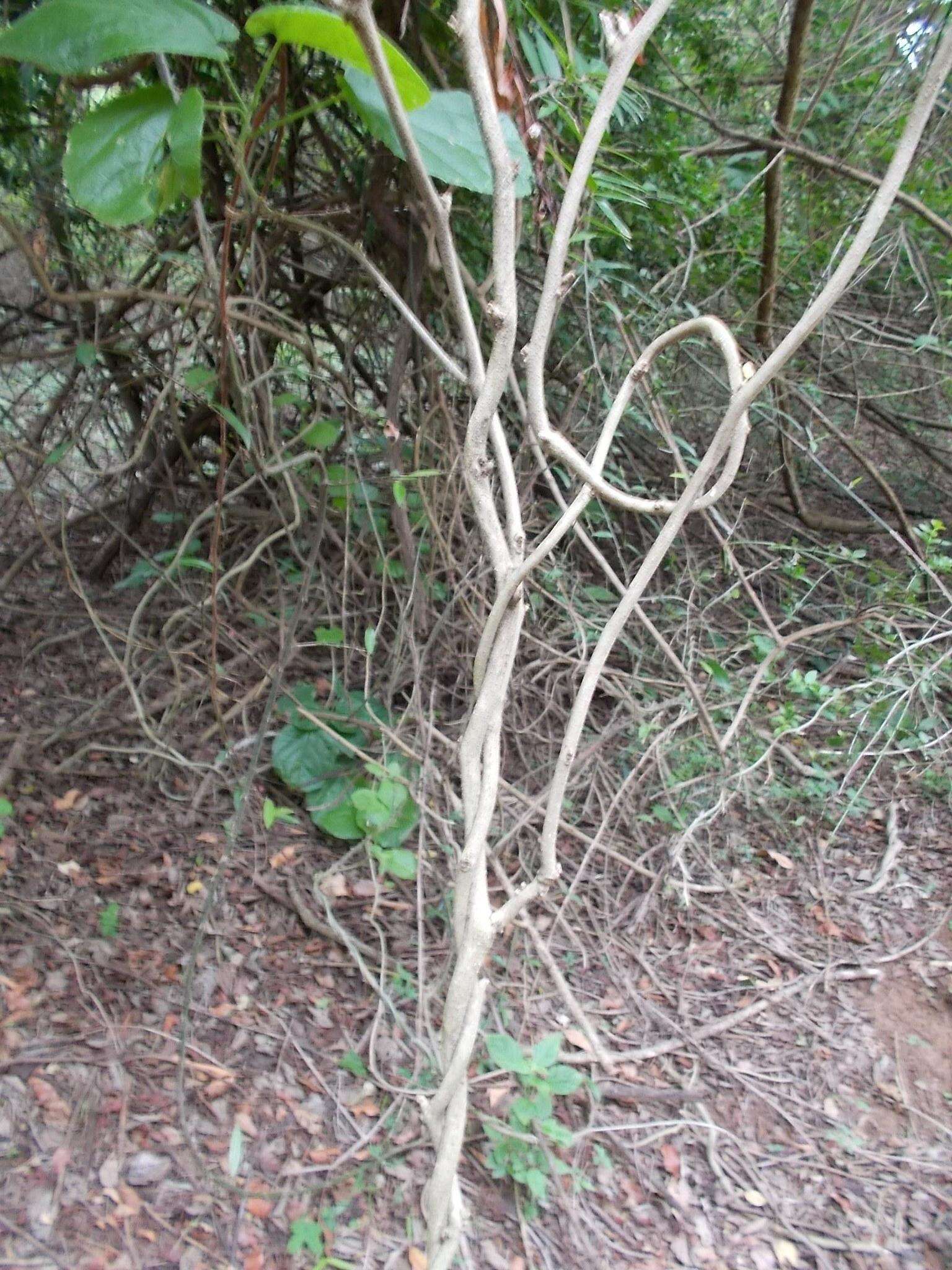 Image de Pyrenacantha grandiflora Baill.