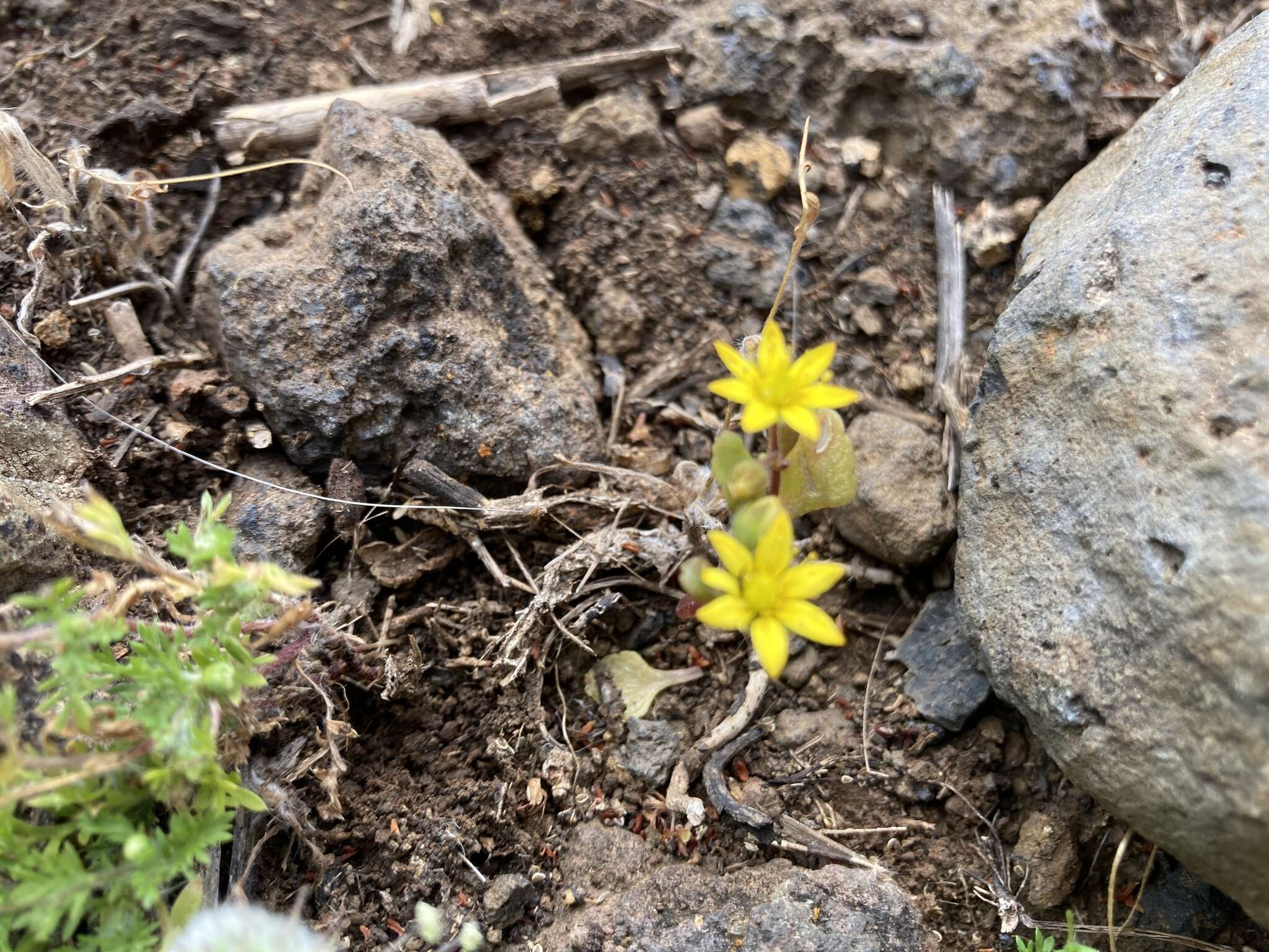 Image of Aichryson parlatorei C. Bolle