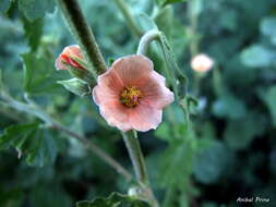 Imagem de Sphaeralcea bonariensis (Cav.) Griseb.