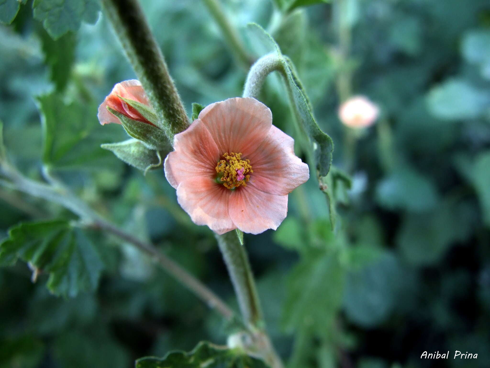 Imagem de Sphaeralcea bonariensis (Cav.) Griseb.