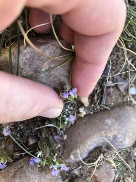 Image of Polygala asbestina Burch.