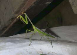 Image of Stagmatoptera supplicaria Burmeister 1838