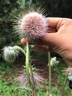 Plancia ëd Cirsium subuliforme G. B. Ownbey