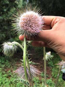 Image of Cirsium subuliforme G. B. Ownbey