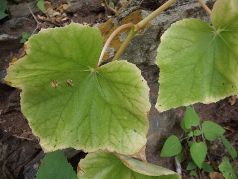 Image of Begonia palmeri S. Watson