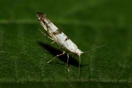 Image of Argyresthia curvella Linnaeus 1761