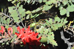 Image of Peucetia lucasi (Vinson 1863)