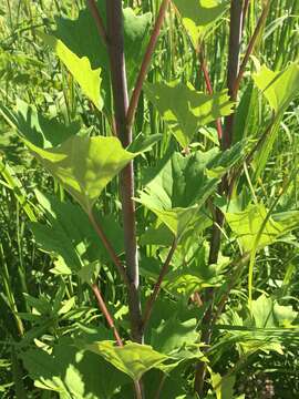 Image of pale Indian plantain