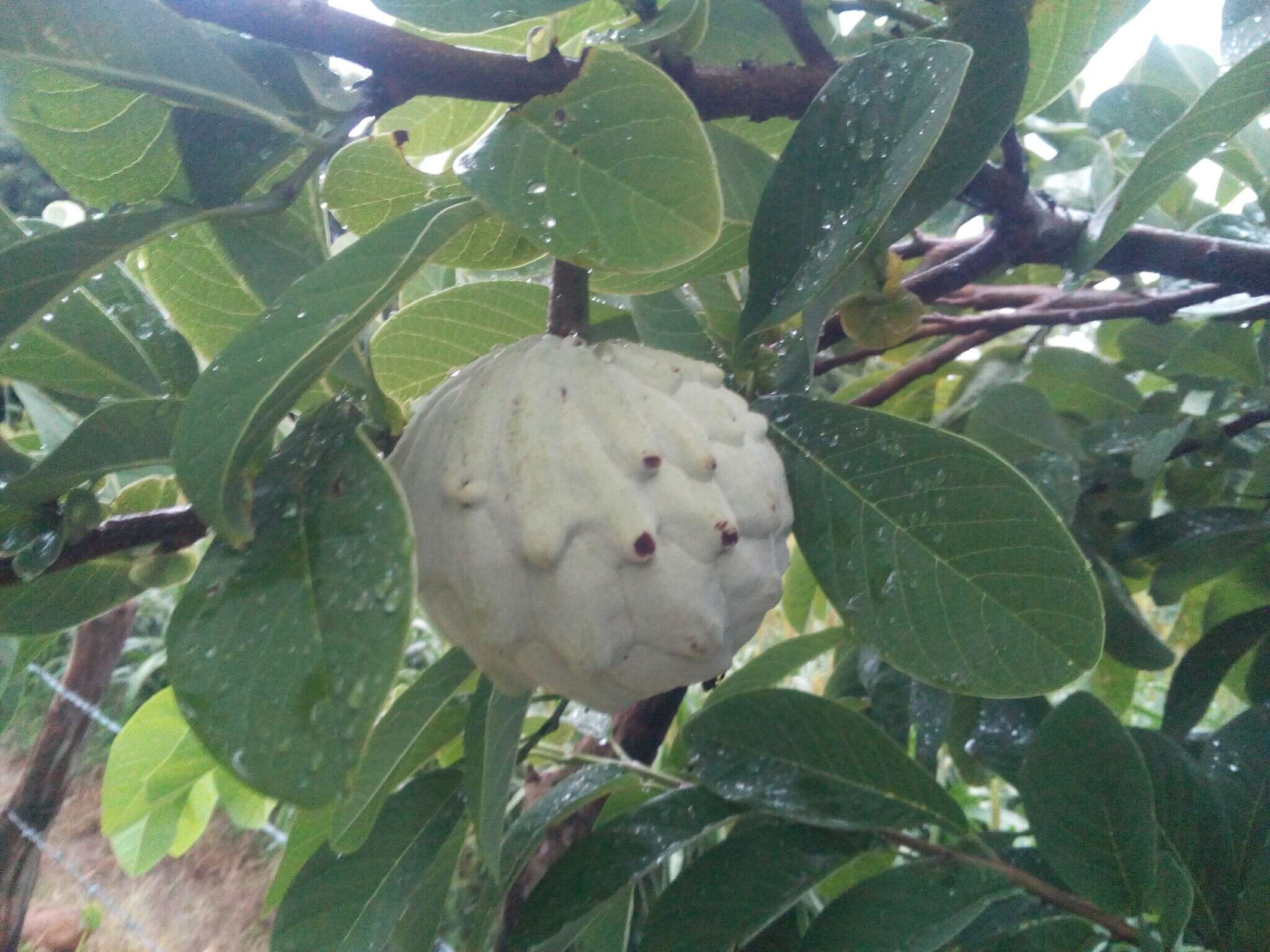 Sivun Annona macroprophyllata Donn. Sm. kuva