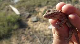 Tarentola fascicularis (Daudin 1802) resmi