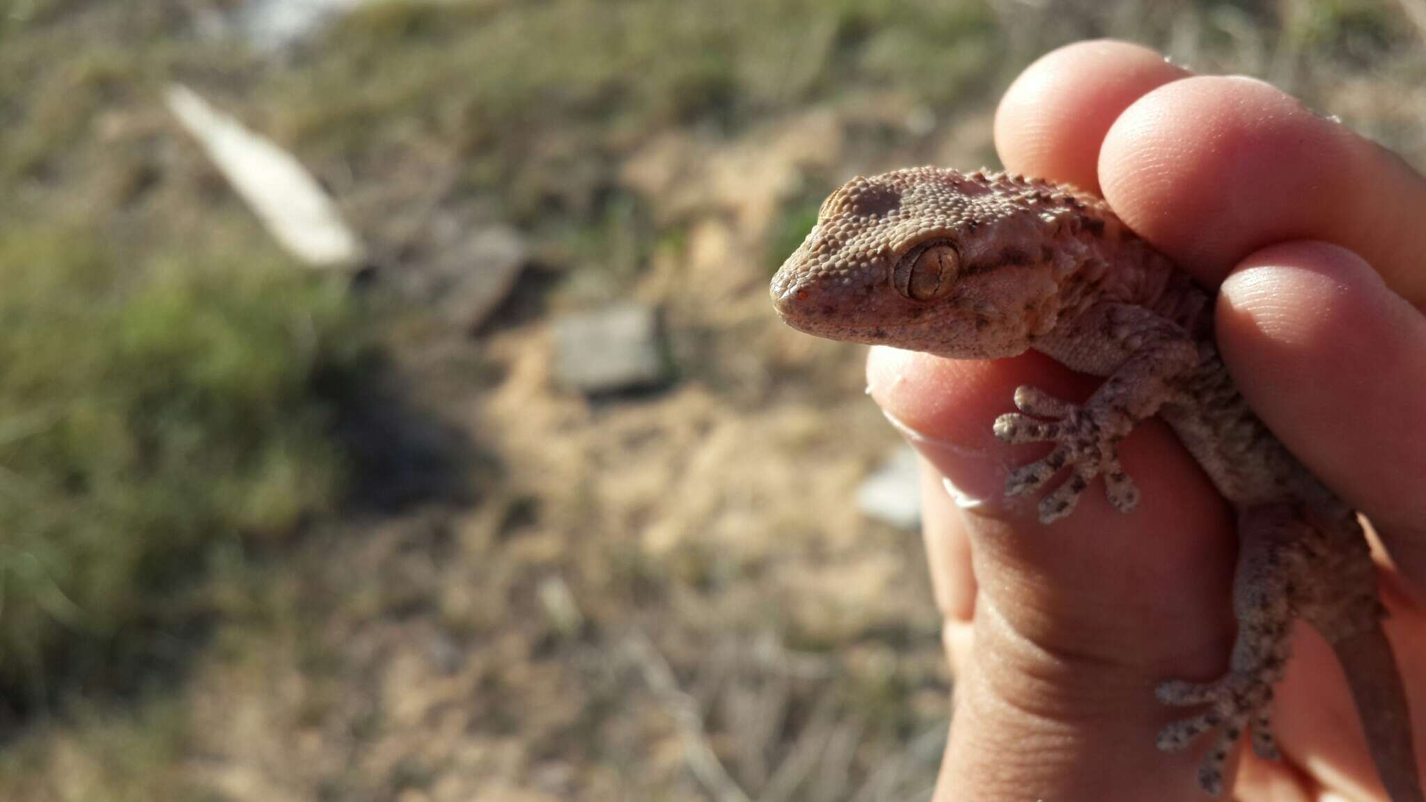 Image of Moorish Gecko