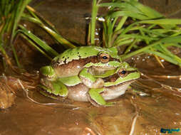 Image of Lemon-yellow tree frog