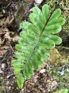 Sivun Polypodium pellucidum Kaulf. kuva