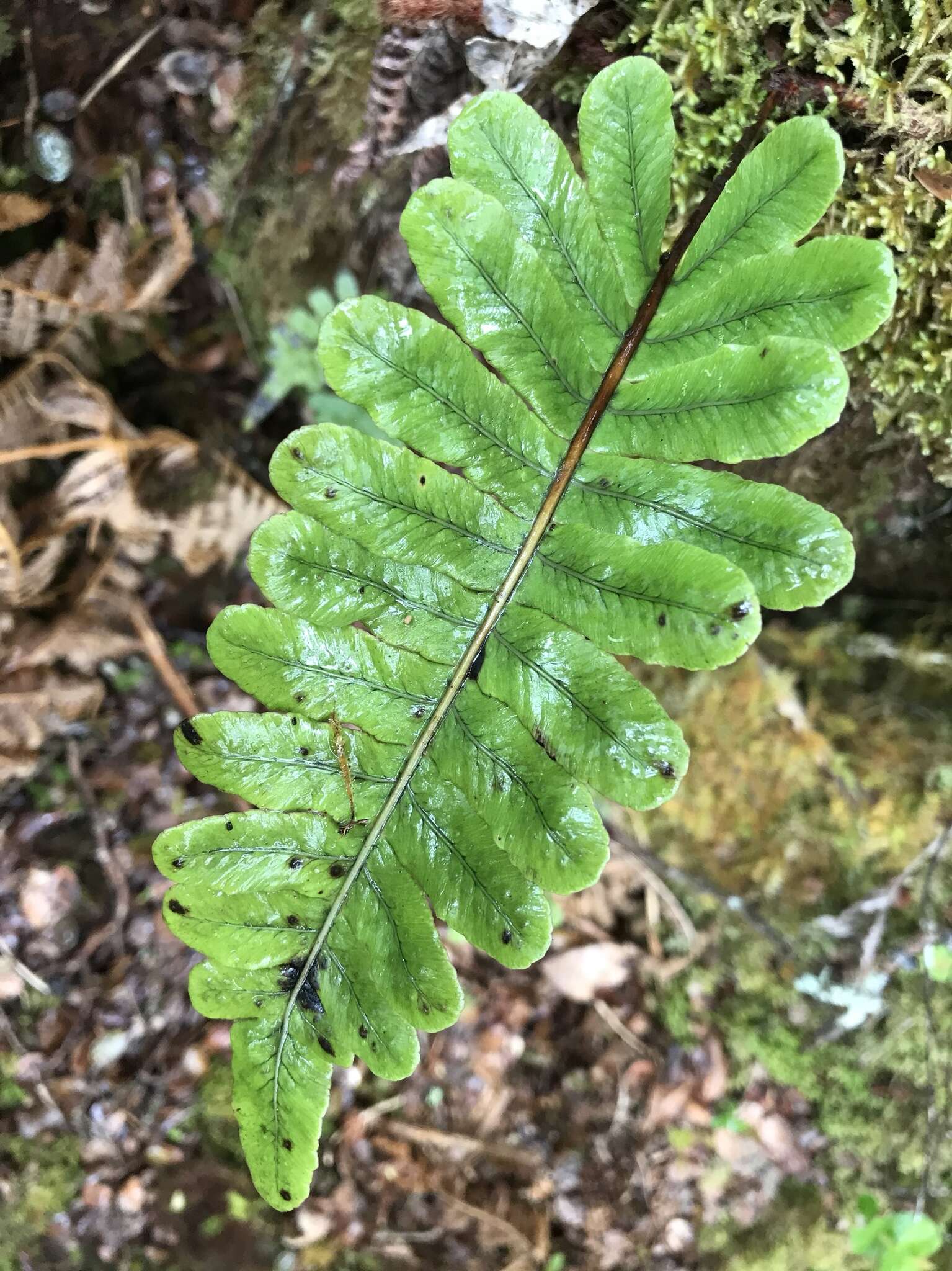 Polypodium pellucidum Kaulf.的圖片