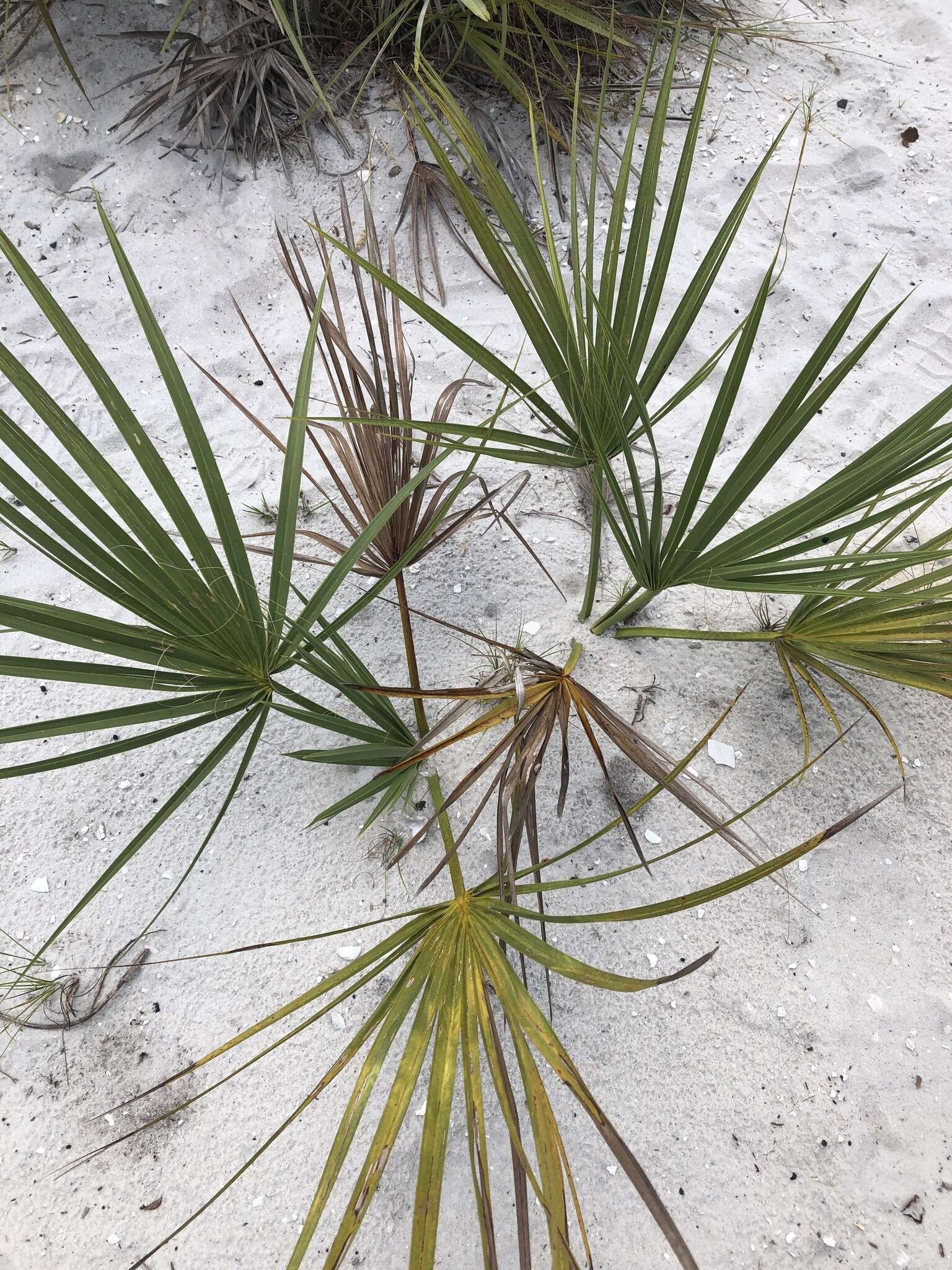 Image of scrub palmetto