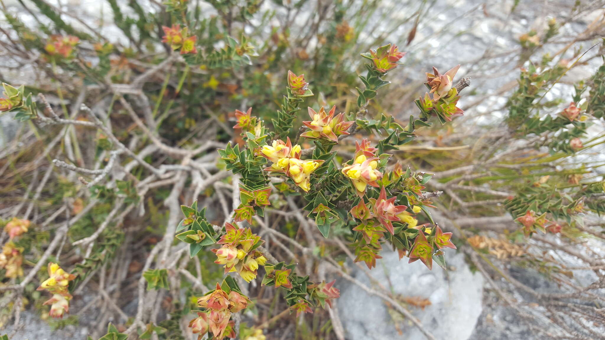 Penaea mucronata L.的圖片