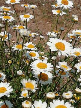 Image of Leucantheminae