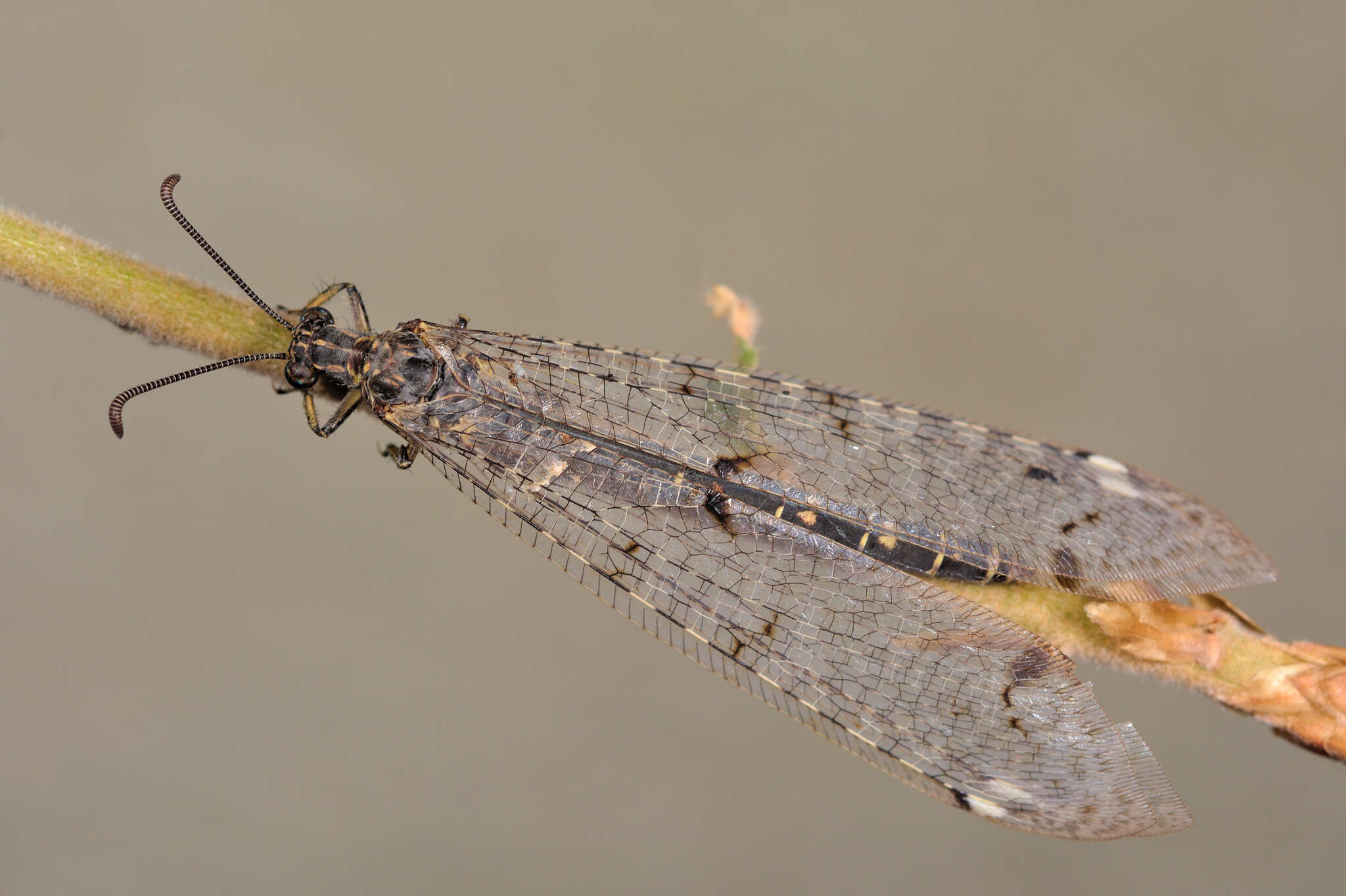 Image of Distoleon tetragrammicus (Fabricius 1798)