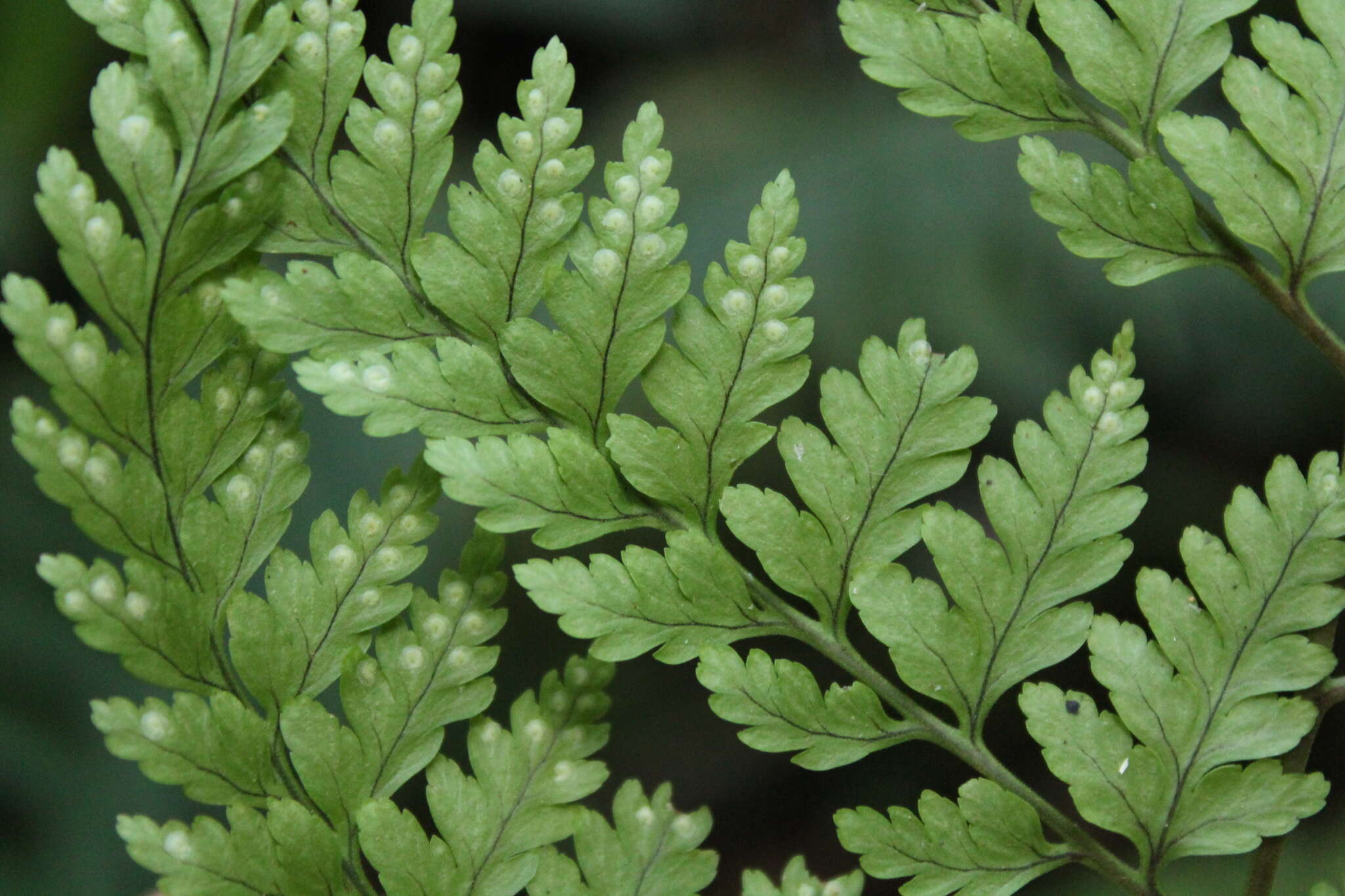 Imagem de Dryopteris flaccisquama A. Rojas