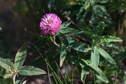 Imagem de Trifolium medium L.