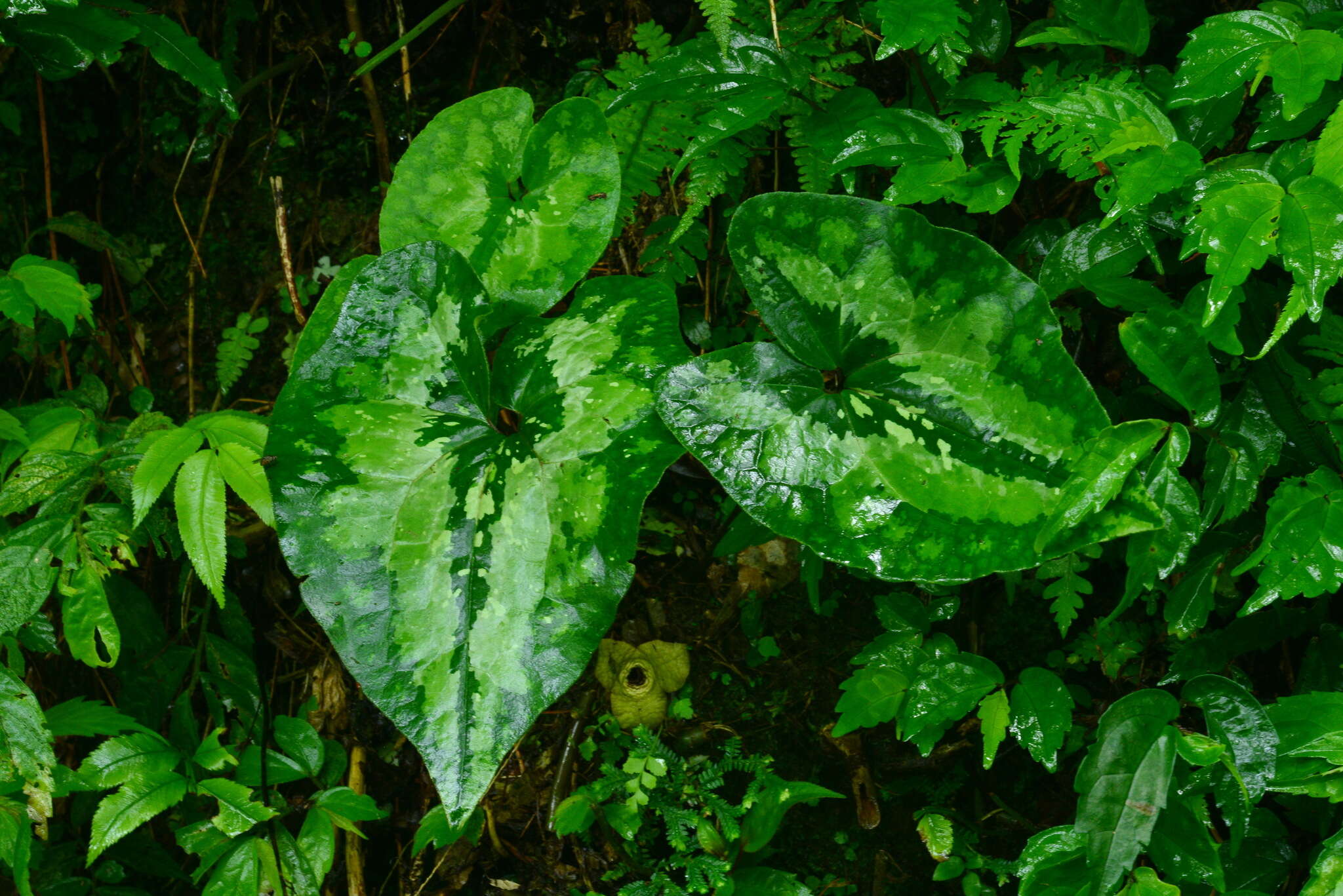 Image of Asarum chatienshanianum C. T. Lu & J. C. Wang