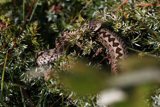 Image of Meadow Viper