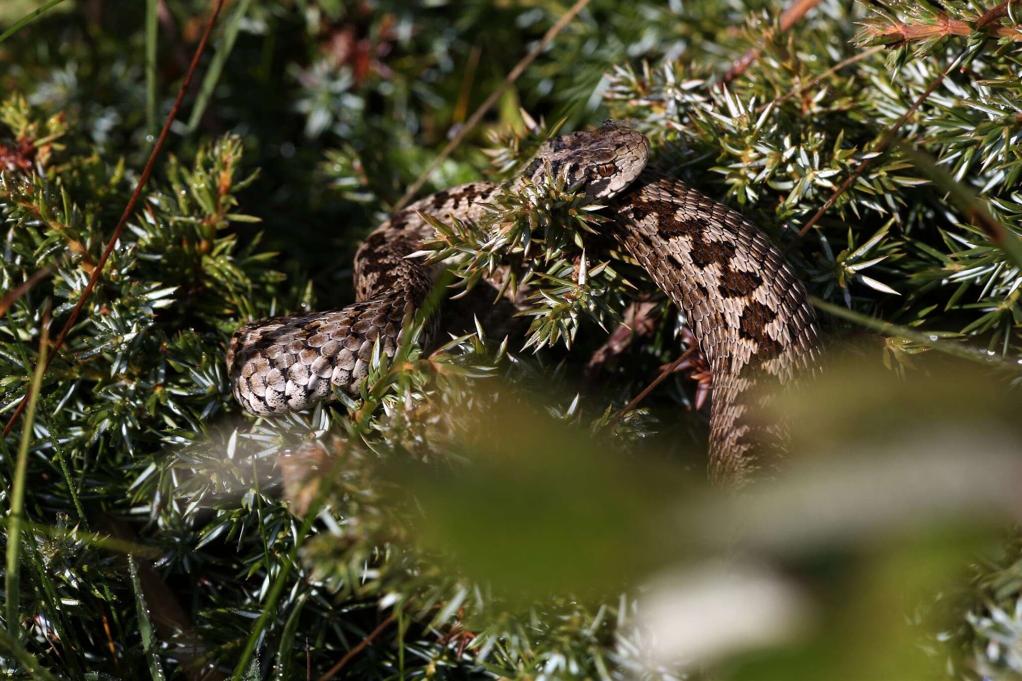 Image of Meadow Viper
