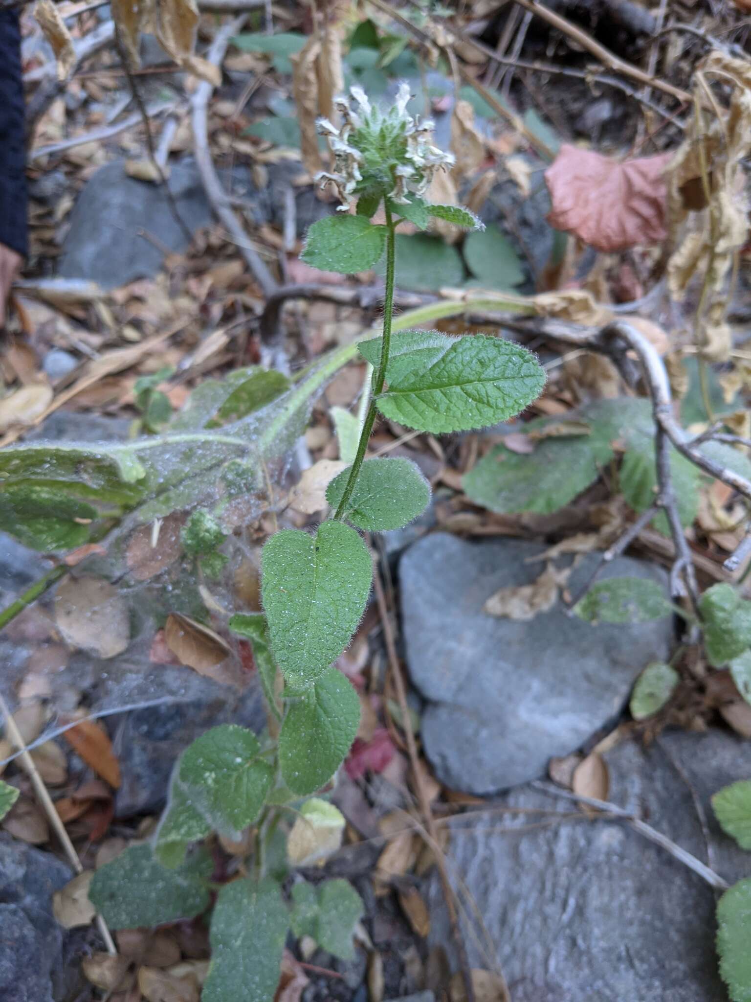 Imagem de Stachys pycnantha Benth.