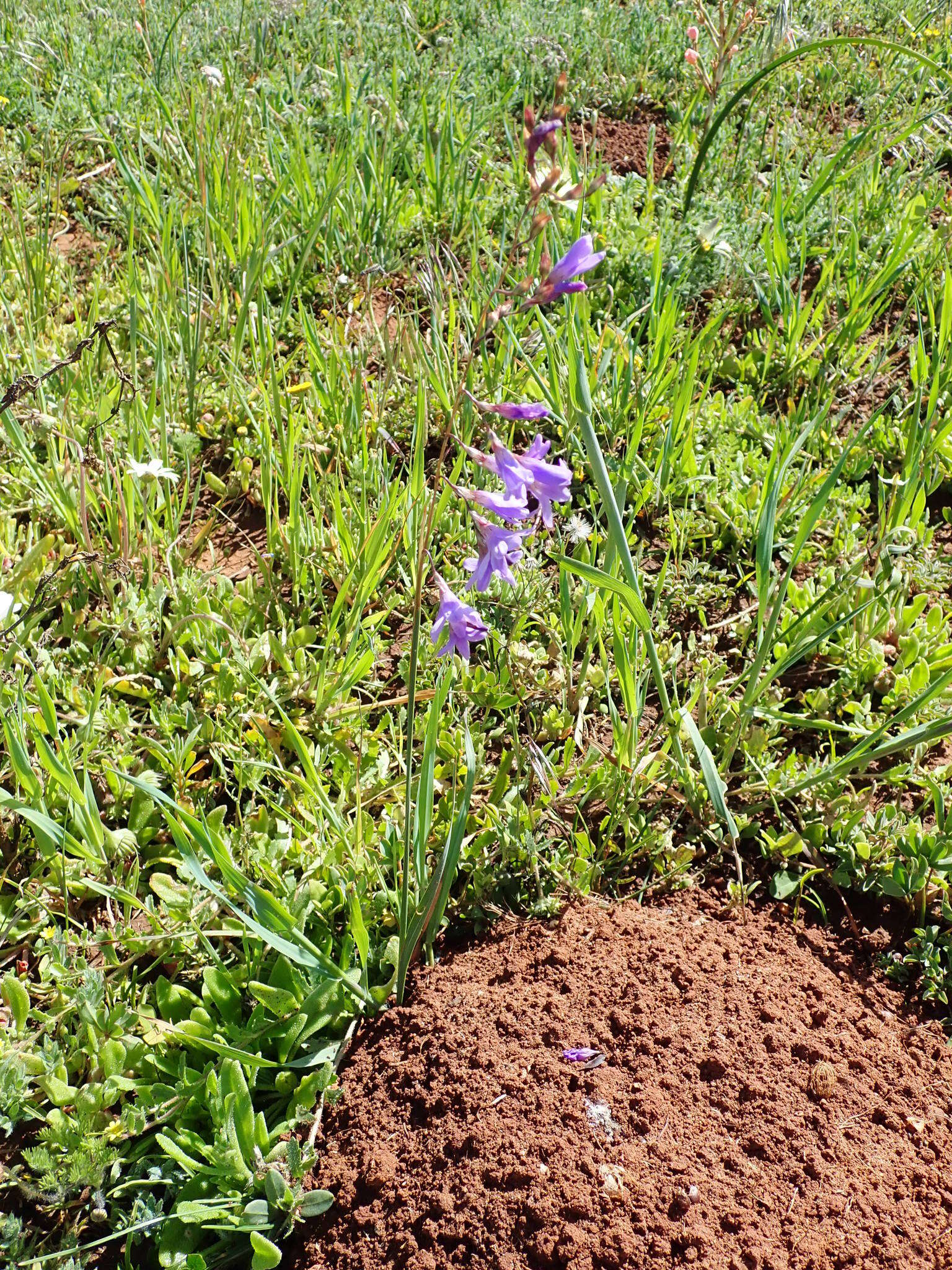 Image of Ixia rapunculoides Redouté