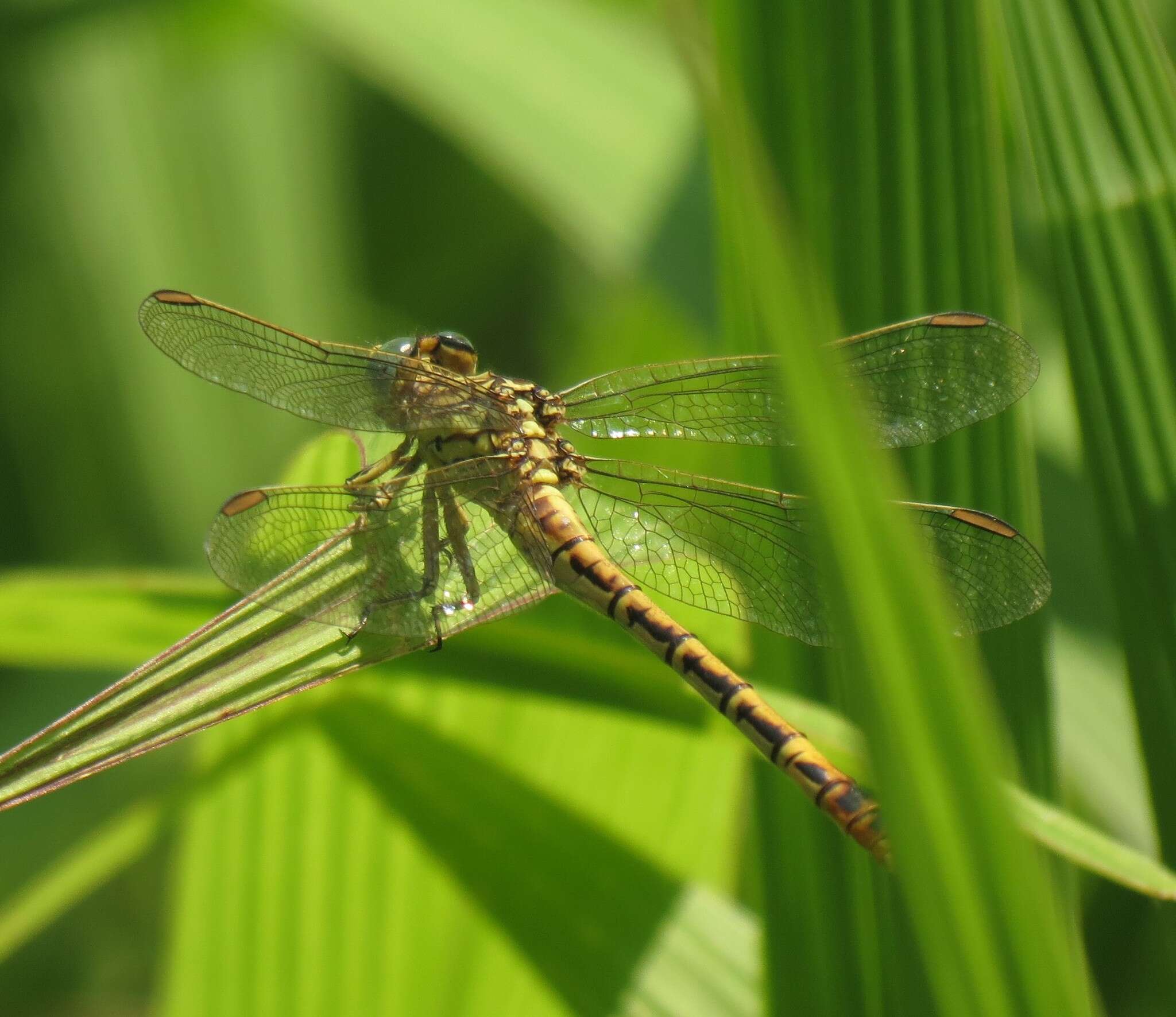 Sivun Onychogomphus supinus Hagen ex Selys 1854 kuva