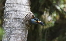 Image of Plate-billed Mountain Toucan