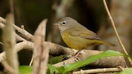 Image of MacGillivray's Warbler