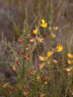 Image of Aspalathus arida subsp. procumbens (E. Mey.) R. Dahlgren