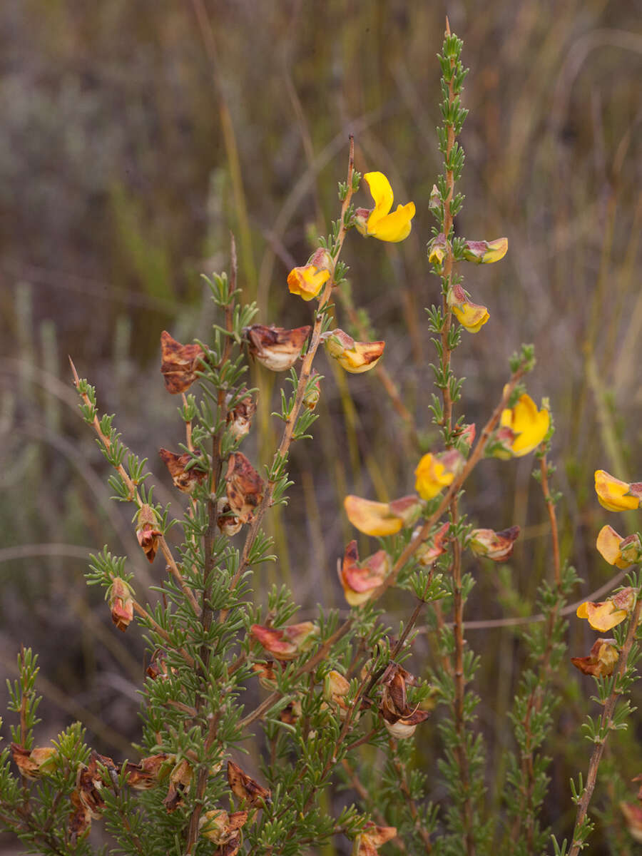 Image of Aspalathus arida subsp. procumbens (E. Mey.) R. Dahlgren