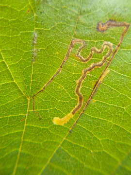 Imagem de Stigmella microtheriella (Stainton 1854) Fletcher et al. 1945