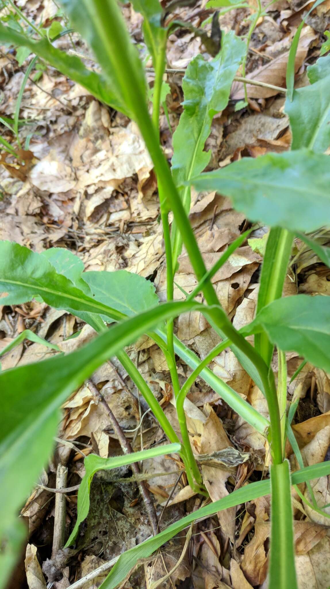 Plancia ëd Solidago virgaurea subsp. taurica (Juz.) Tzvel.