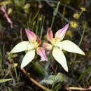 Caladenia erminea Hopper & A. P. Br. resmi