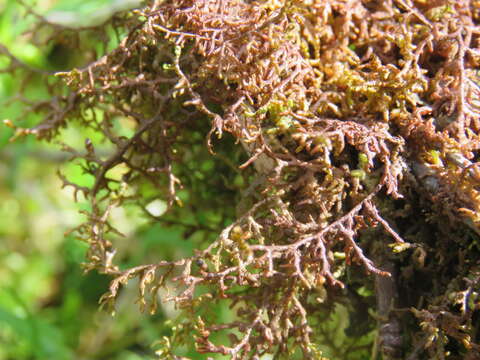 Frullania tamarisci (L.) Dumort. resmi