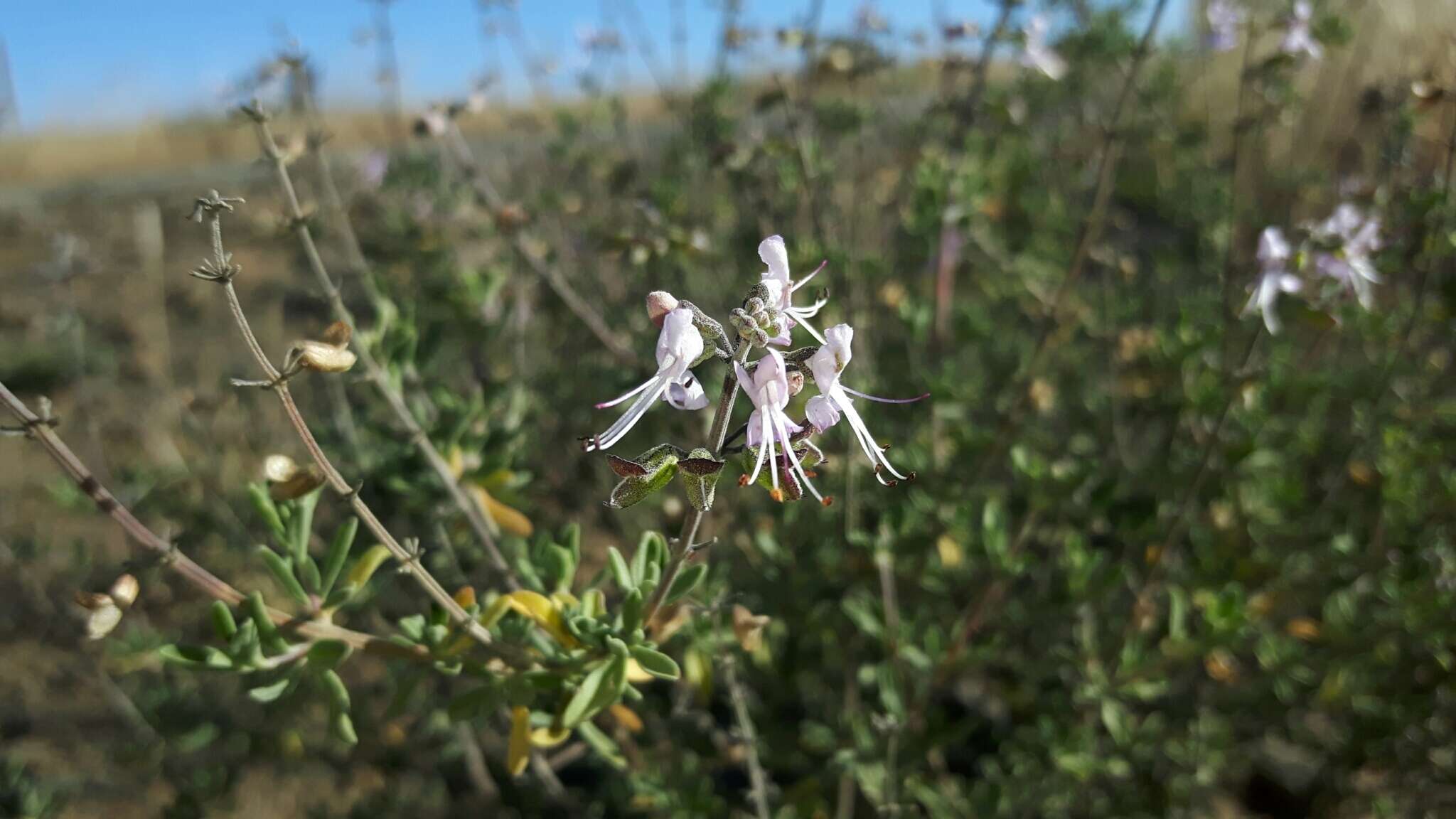 صورة Ocimum burchellianum Benth.