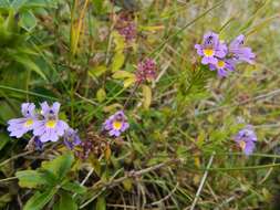 Image of Euphrasia alpina Lam.