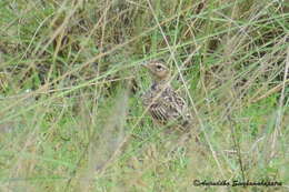 Image of Oriental Skylark