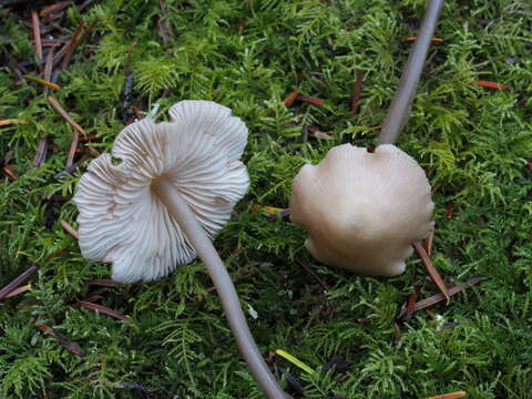 Image of Entoloma bicoloripes (Largent & Thiers) Noordel. & Co-David 2009