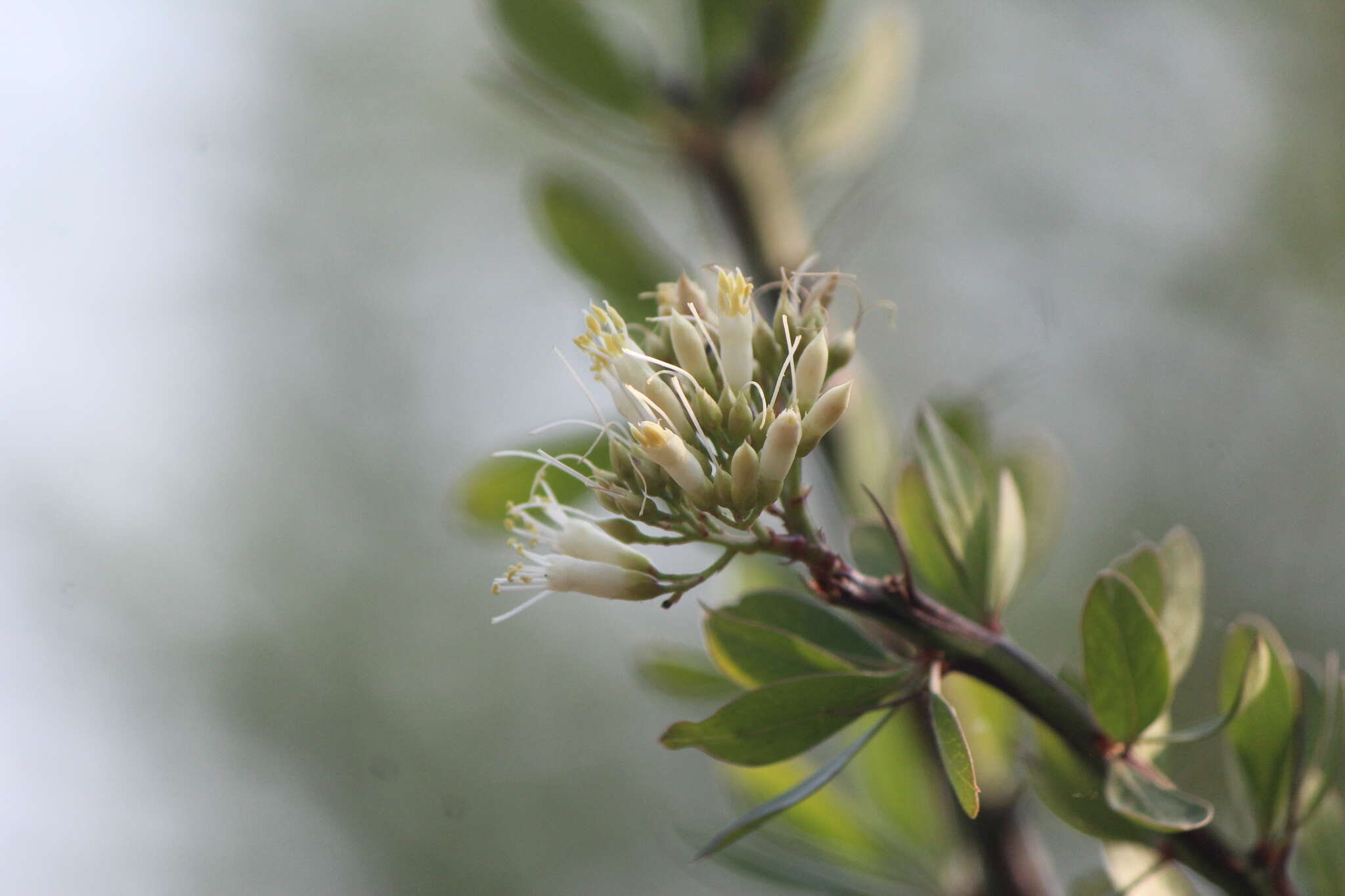 Imagem de Fouquieria fasciculata (Willd. ex Roem. & Schult.) Nash