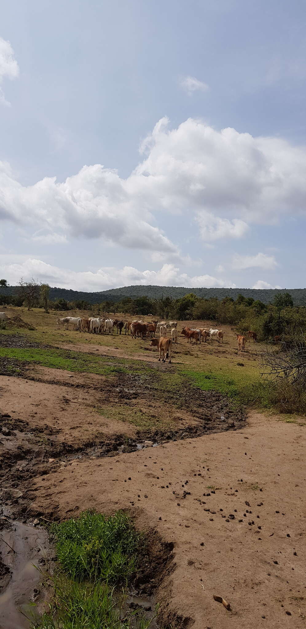 Image of zebu cattle