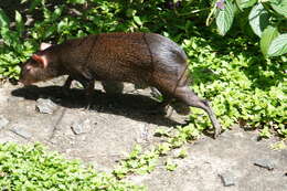 Image of Brazilian Agouti