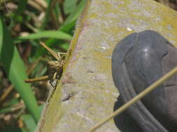 Image of Coryacris angustipennis (Bruner & L. 1900)