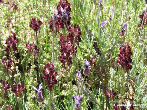 Image of roadside toadflax