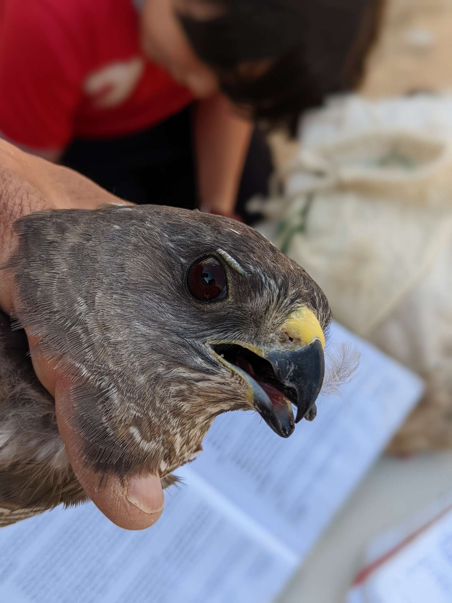 Image of Levant Sparrowhawk